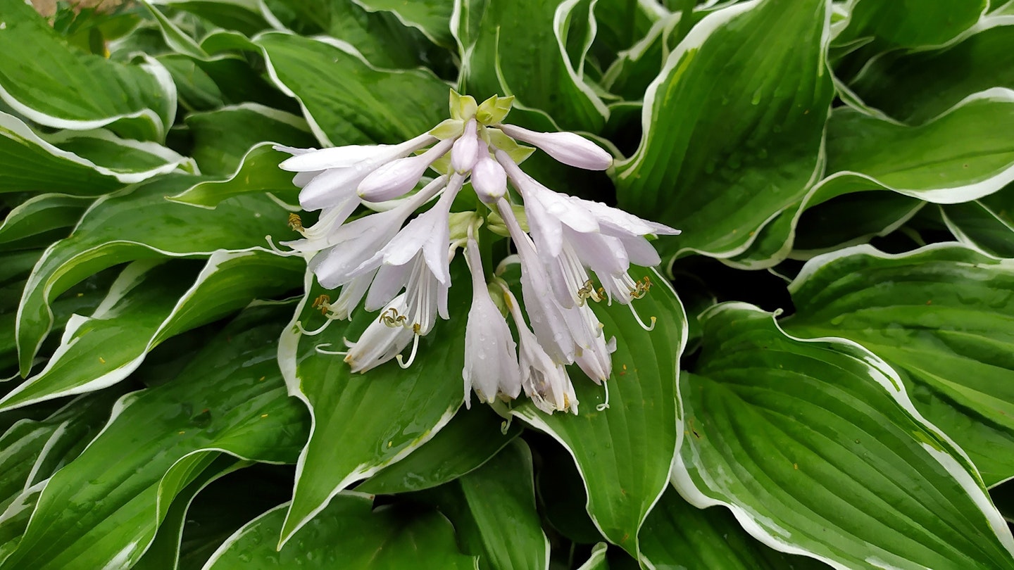 Hosta