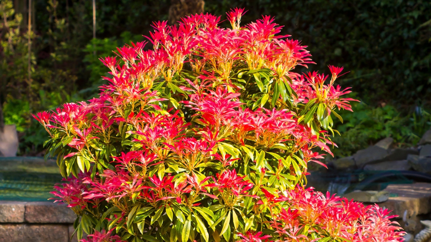 A Pieris ‘Forest Flame’ leaf showing new deep pink to red spring growth in an urban garden in Bangor Northern Ireland