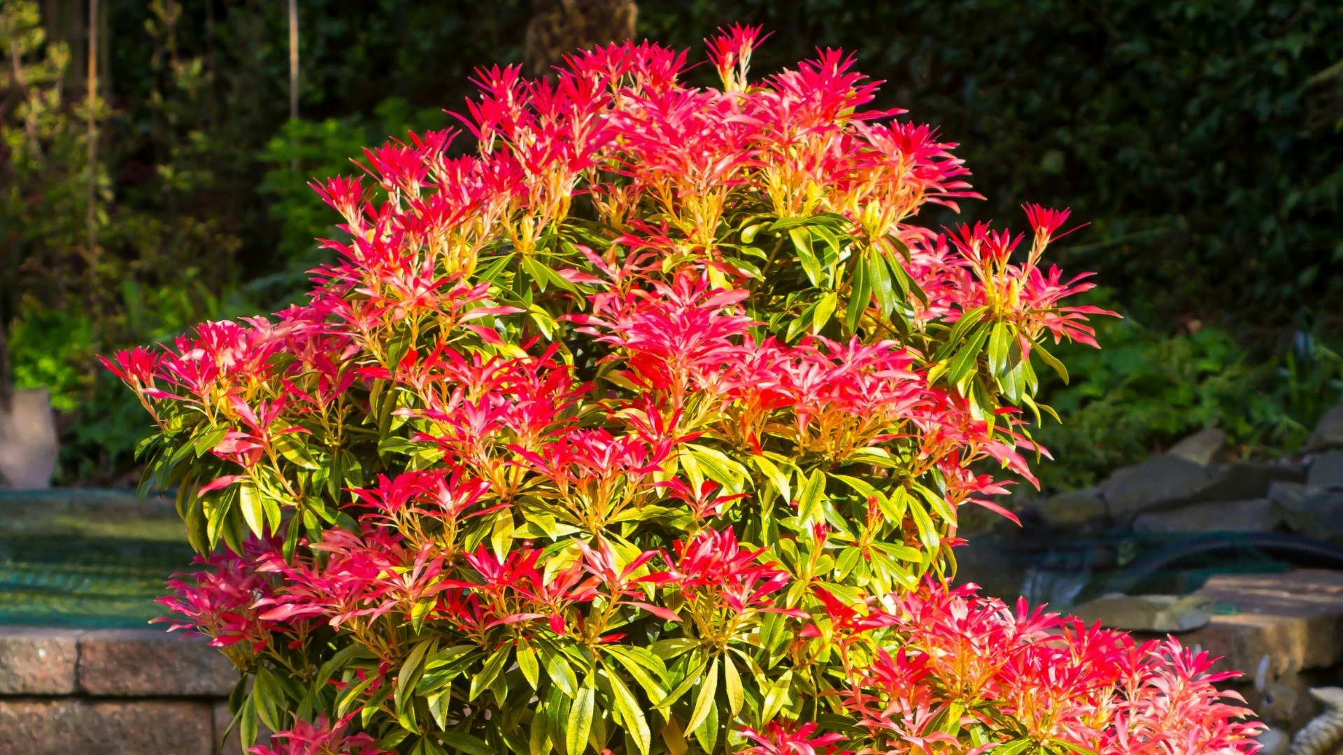 A Pieris ‘Forest Flame’ leaf showing new deep pink to red spring growth in an urban garden in Bangor Northern Ireland