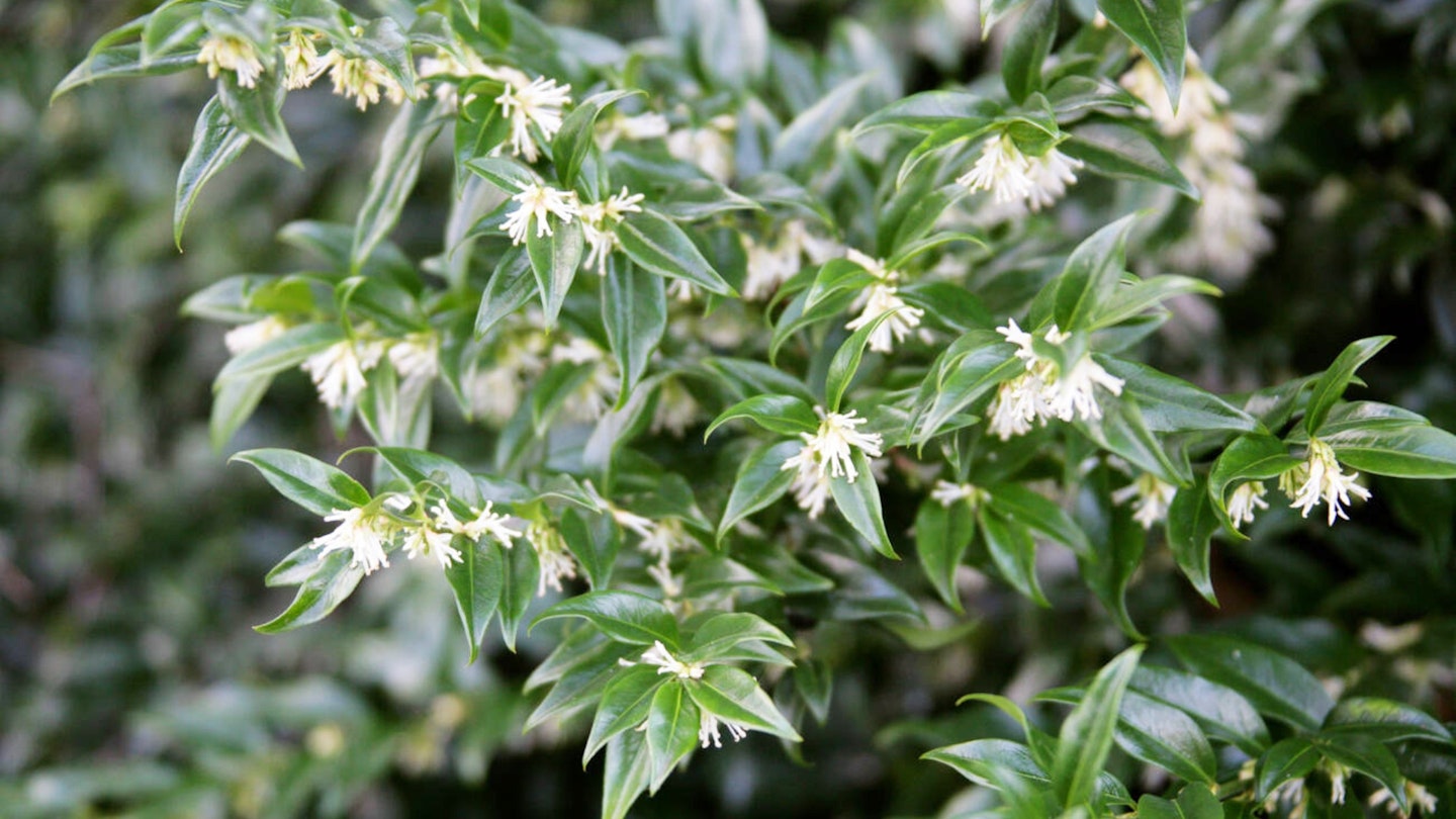 Sarcococca (Christmas box)