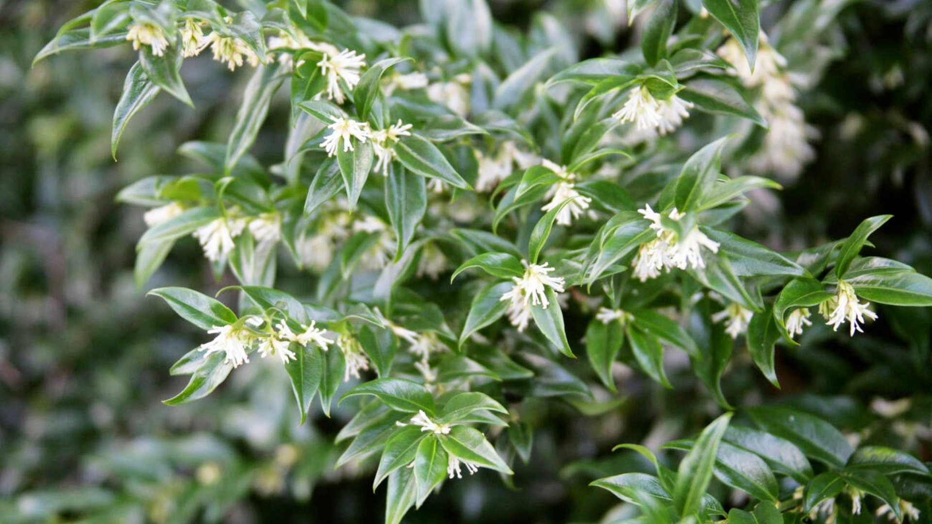 Sarcococca (Christmas box)
