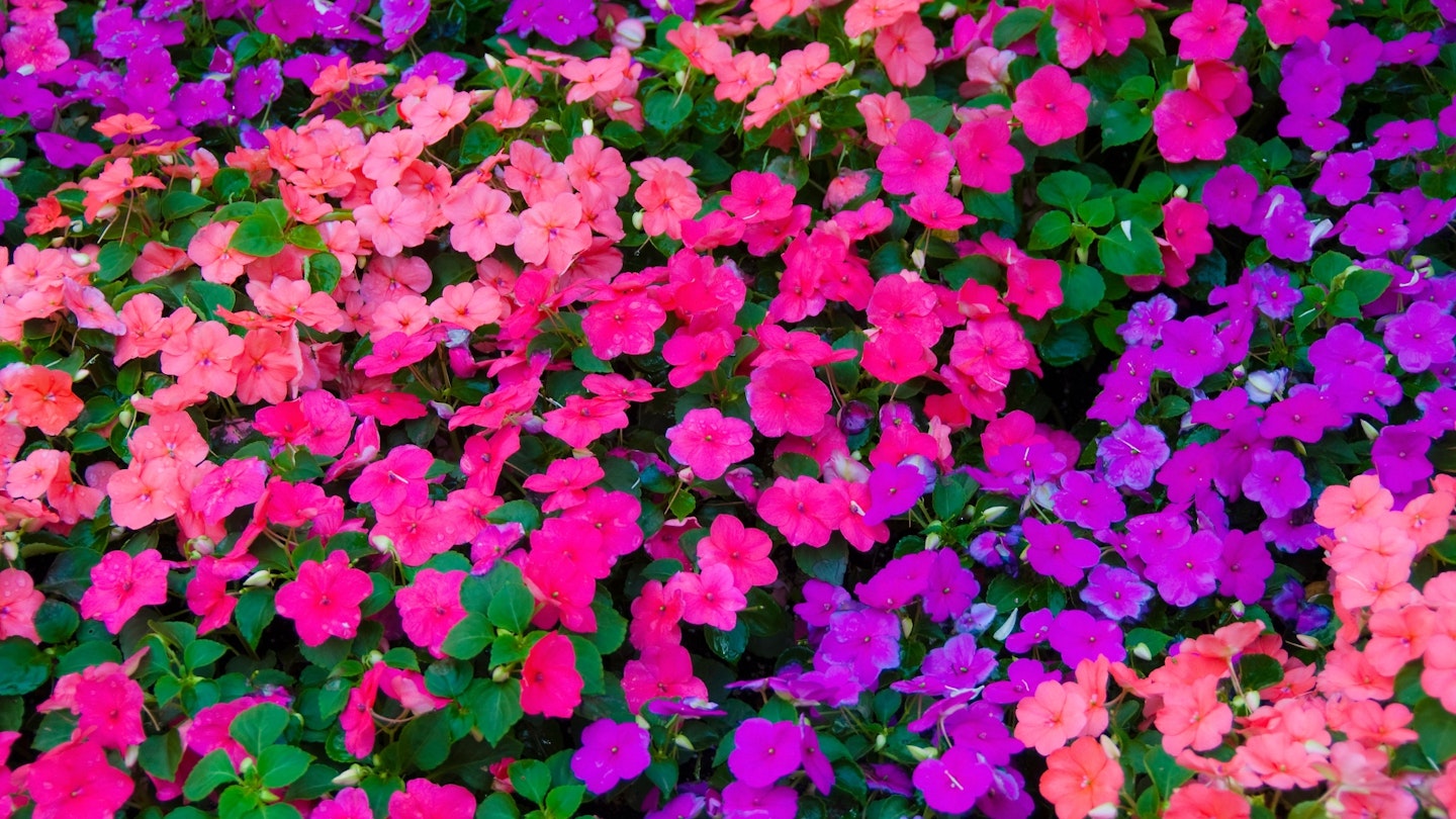 Impatiens flowers in pavement planters