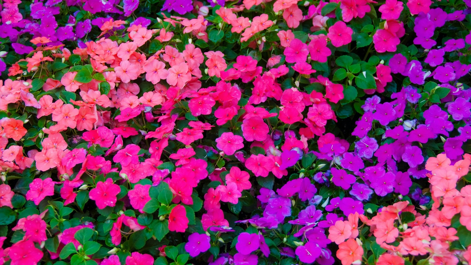 Impatiens flowers in pavement planters