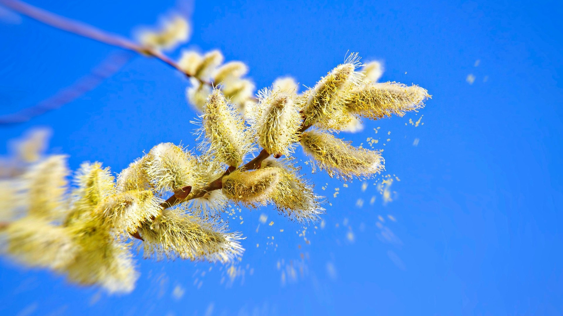 Pollen of a catkin in spring