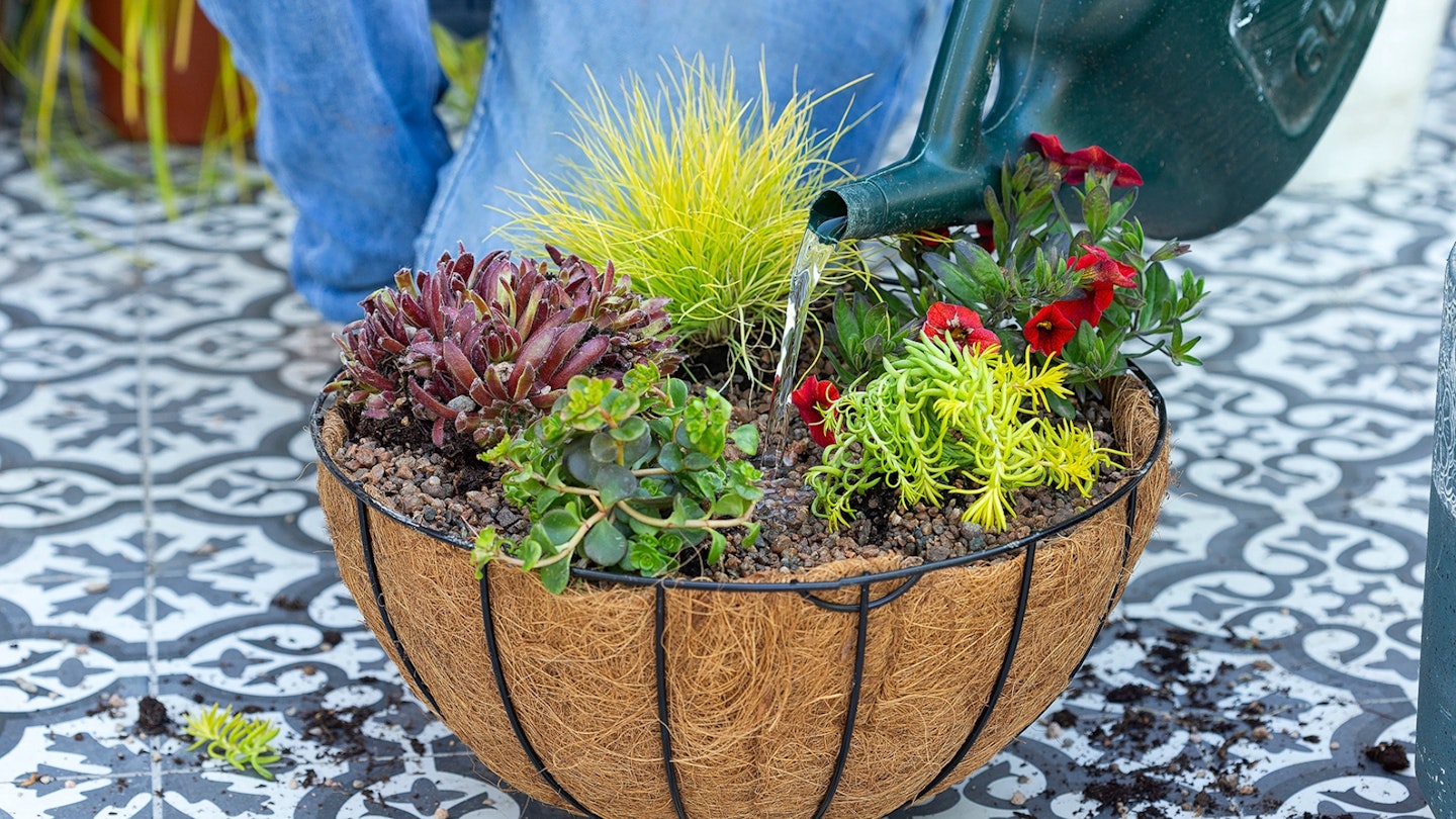 watering a hanging basket