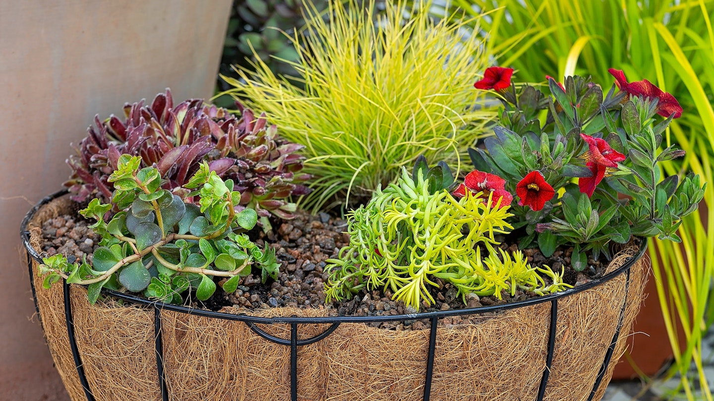 hanging basket