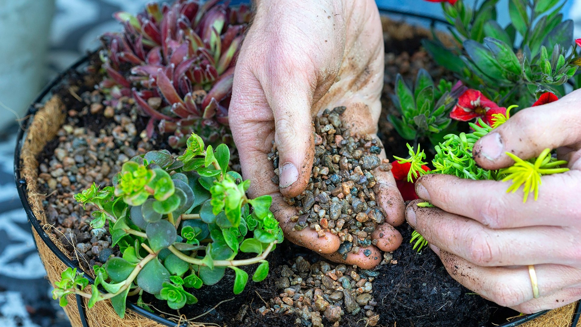 planting a hanging basket