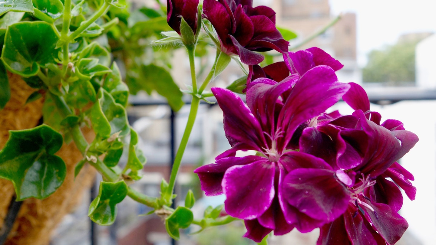 Dark burgundy purple trailing ivy leaf geranium in hanging basket