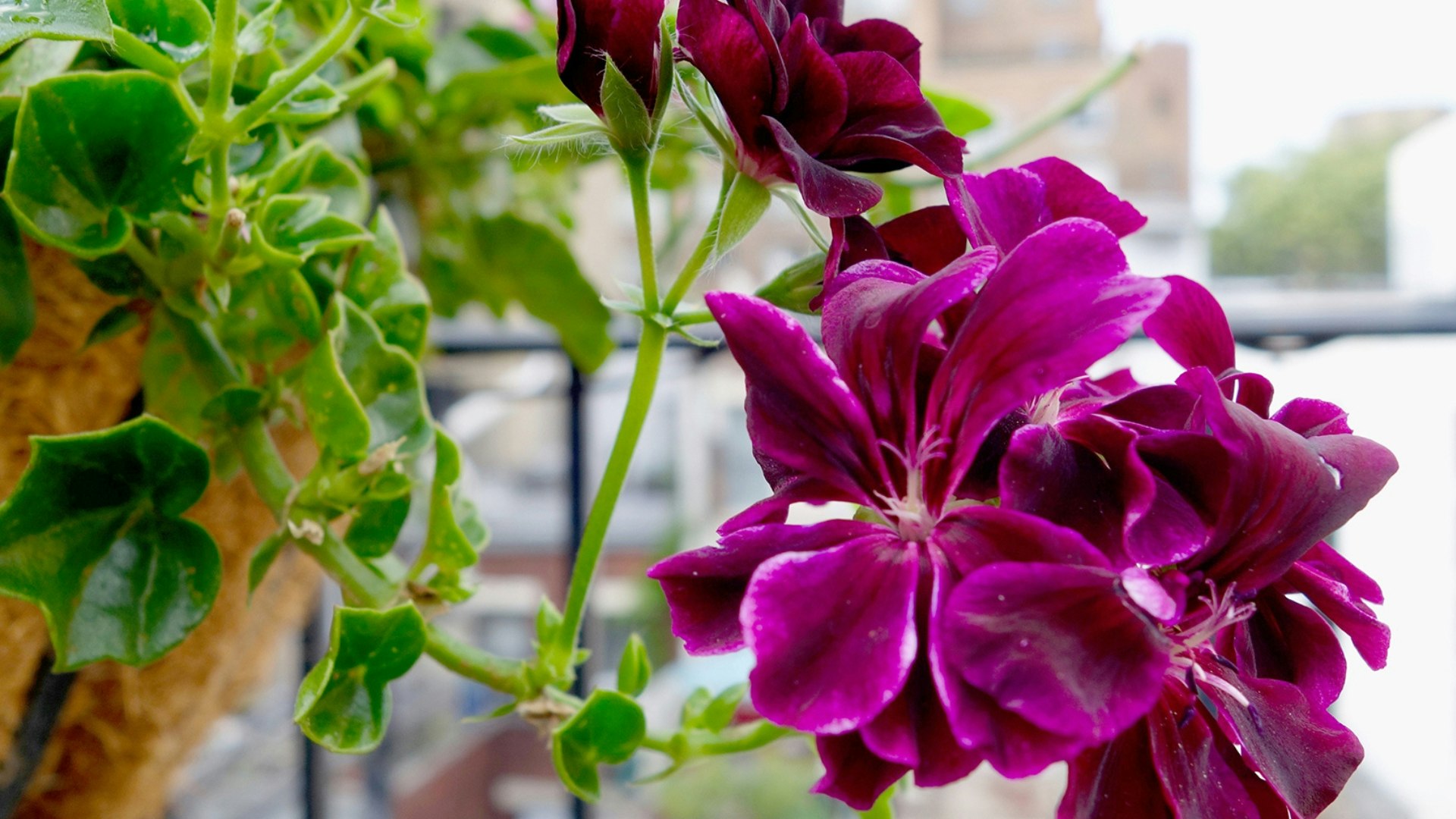 Dark burgundy purple trailing ivy leaf geranium in hanging basket