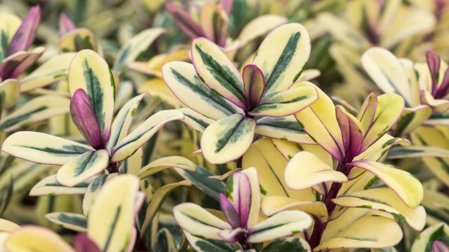 Hebe franciscana 'Tricolour' ('Tricolor'), an evergreen shrubby hebe plant