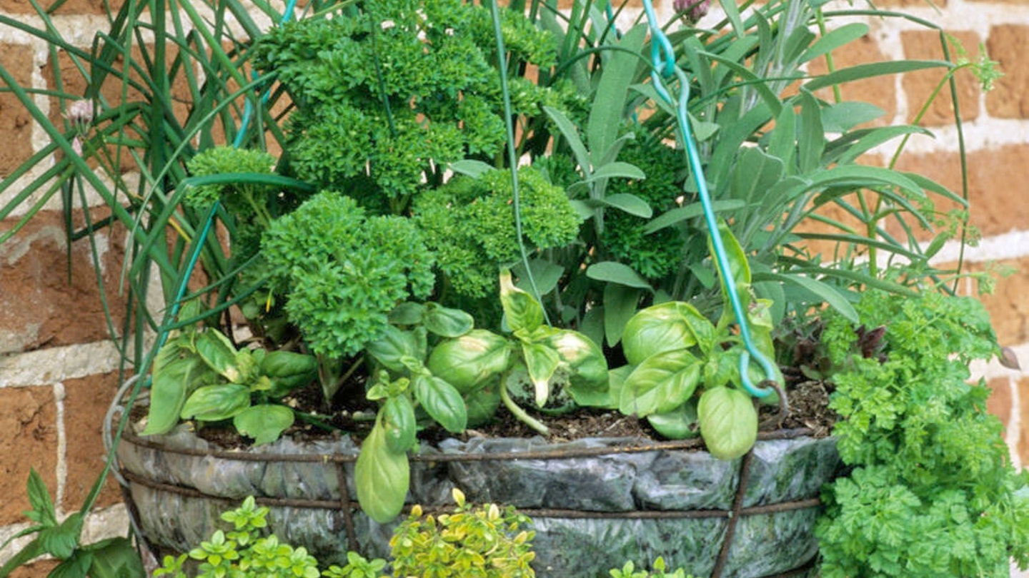 Herbs, various, in Hanging Basket