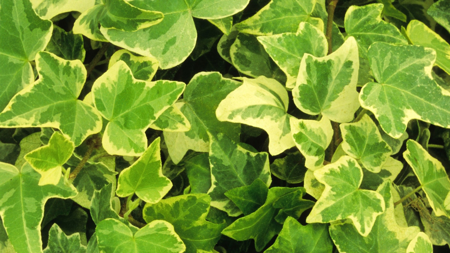 Ivy