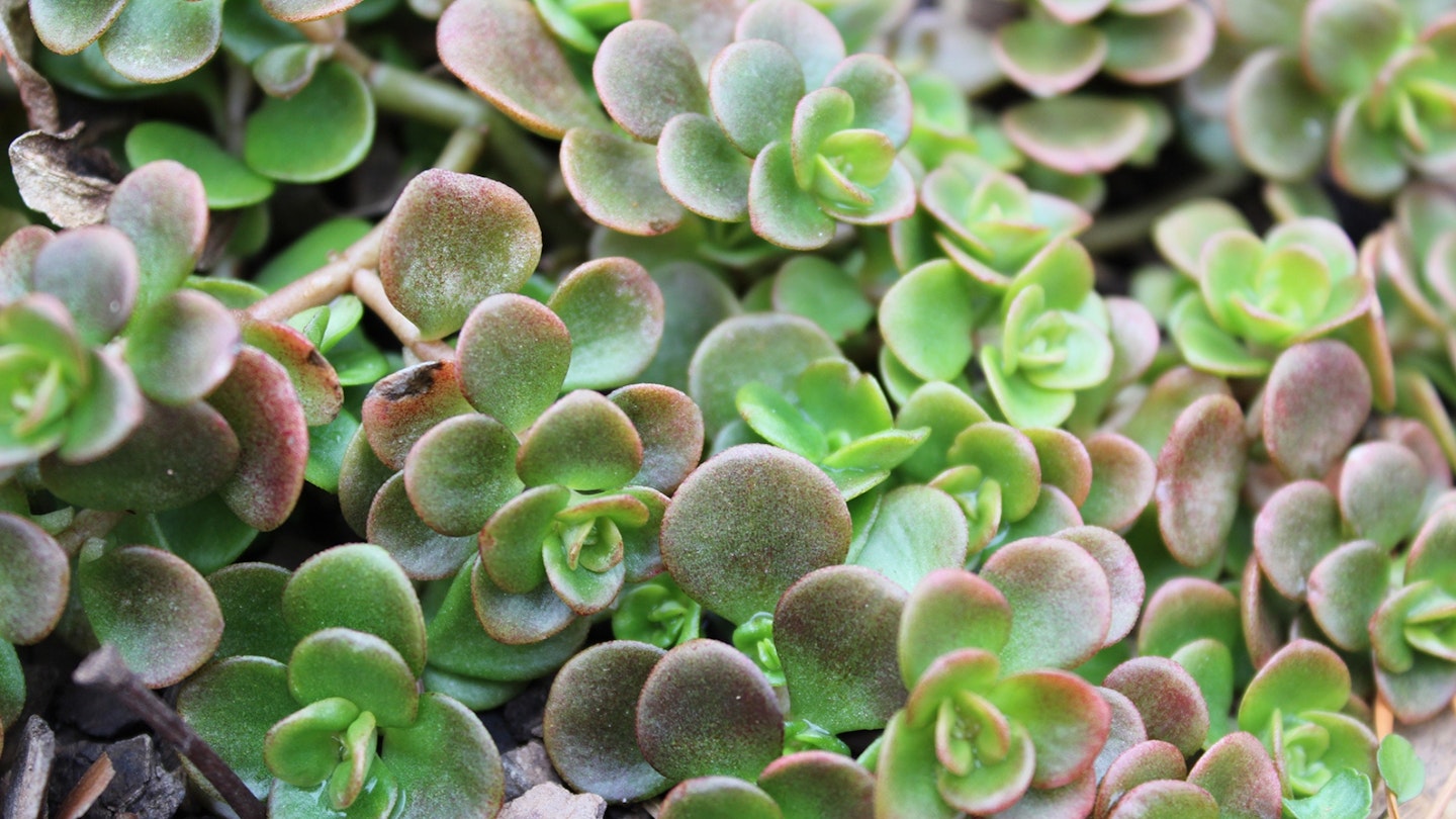 Little China Coral Reef Sedum