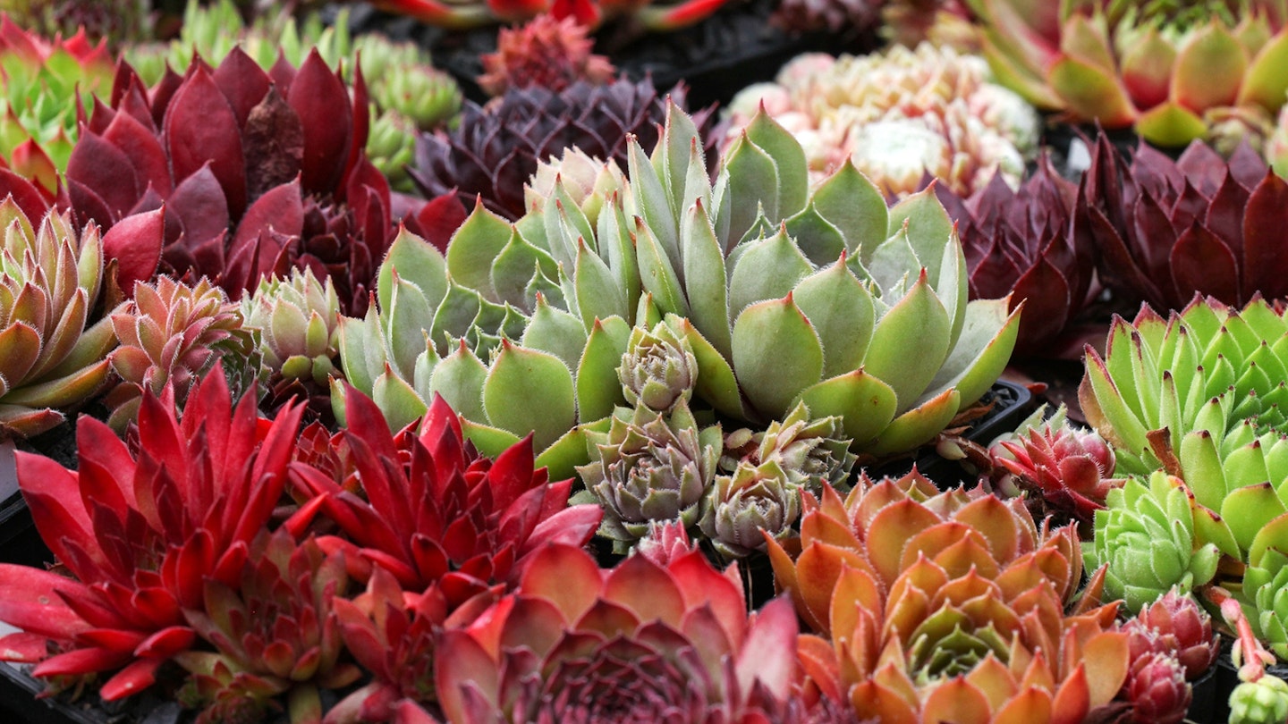Colorful Sempervivum - houseleek plants sitting in ther natural Environment