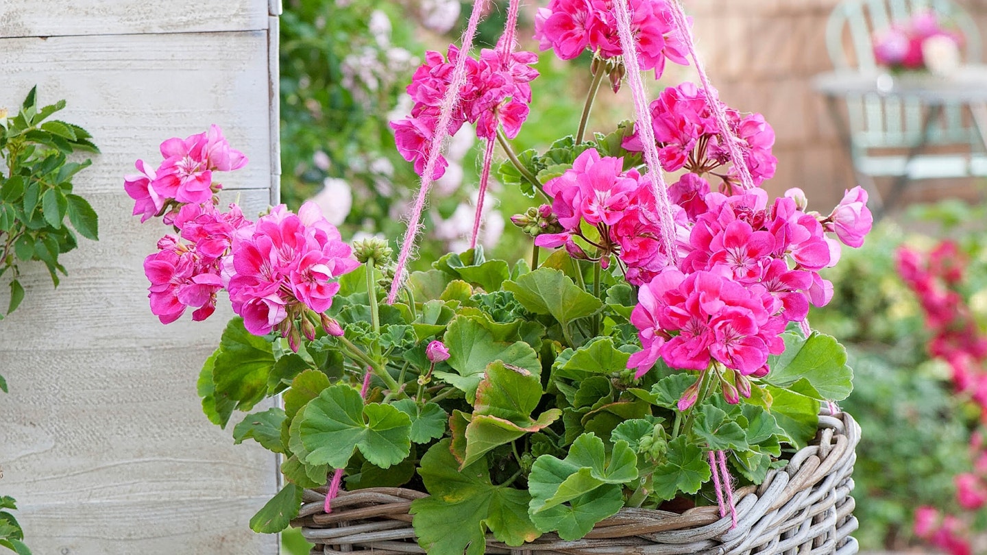 Pelargonium zonale 'Flower Fairy Rose' - standing geraniums in hanging basket