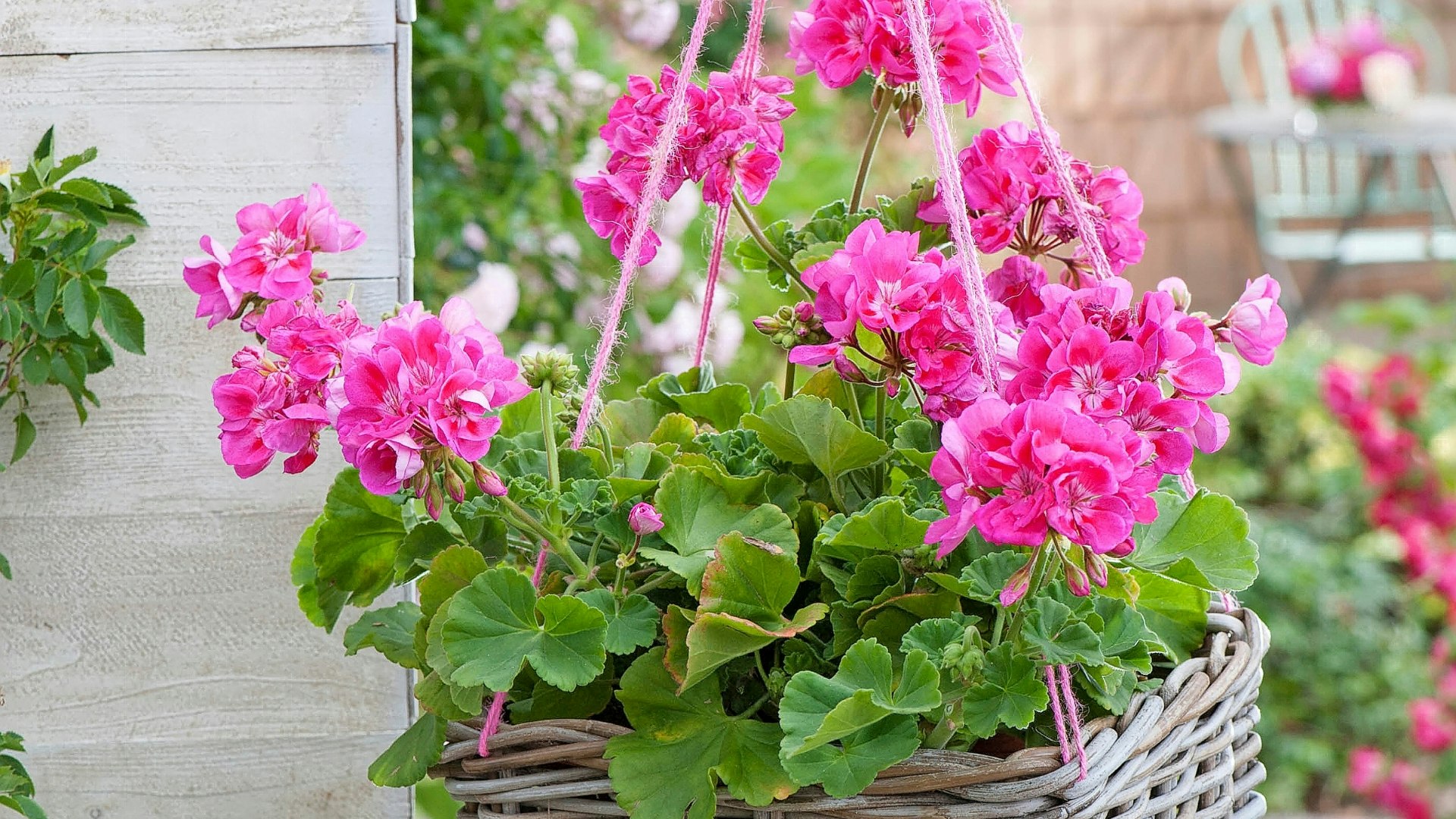 Pelargonium zonale 