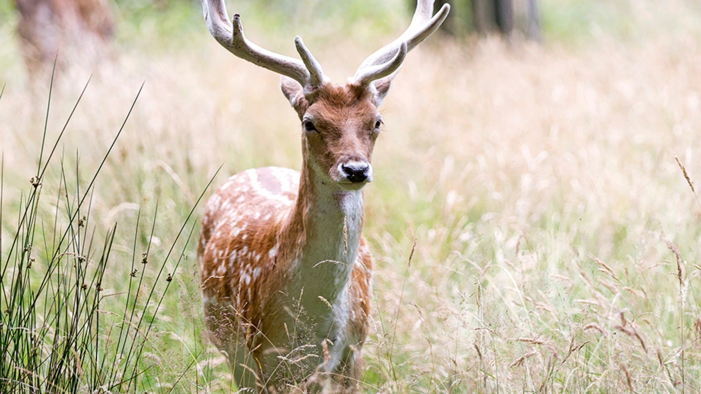 Deer in Richmond Park, London