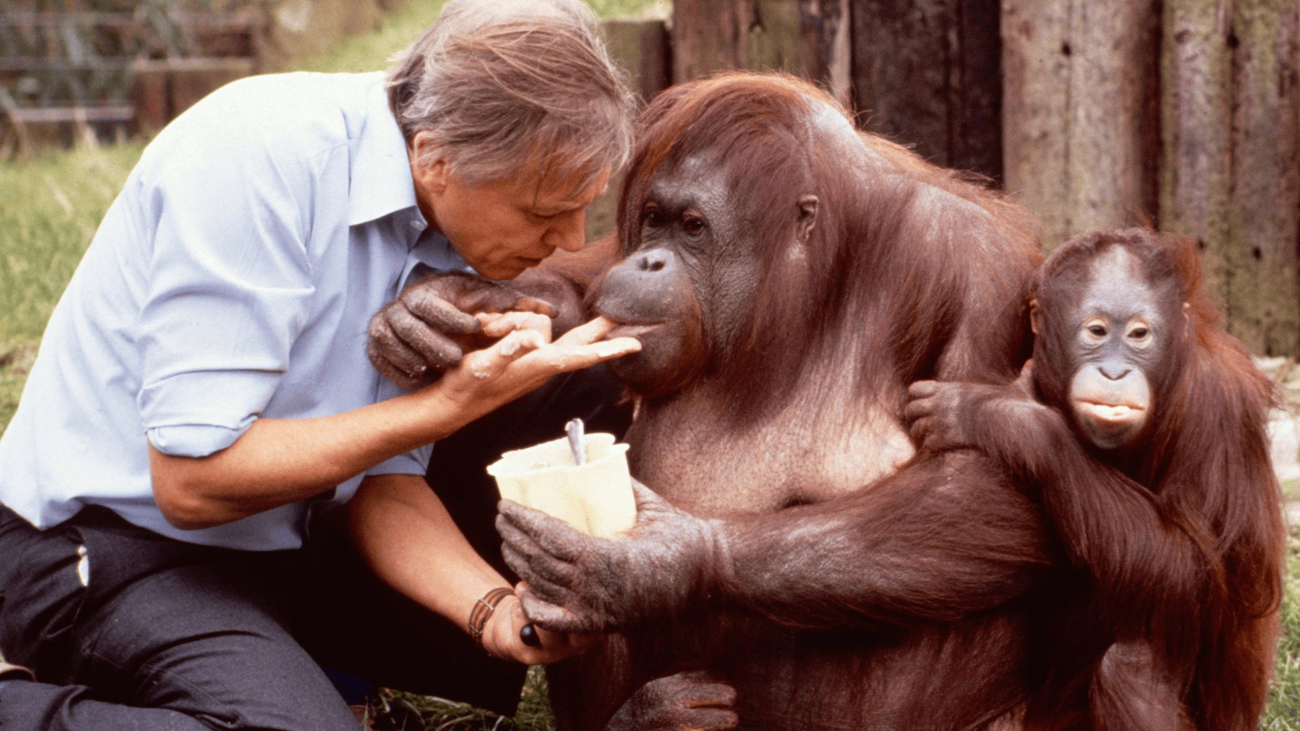 An intimate moment with ape and child in 1982