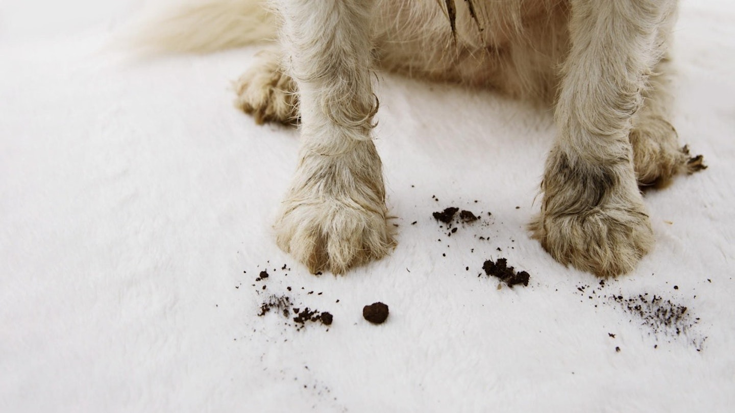 carpet-cleaner-pets