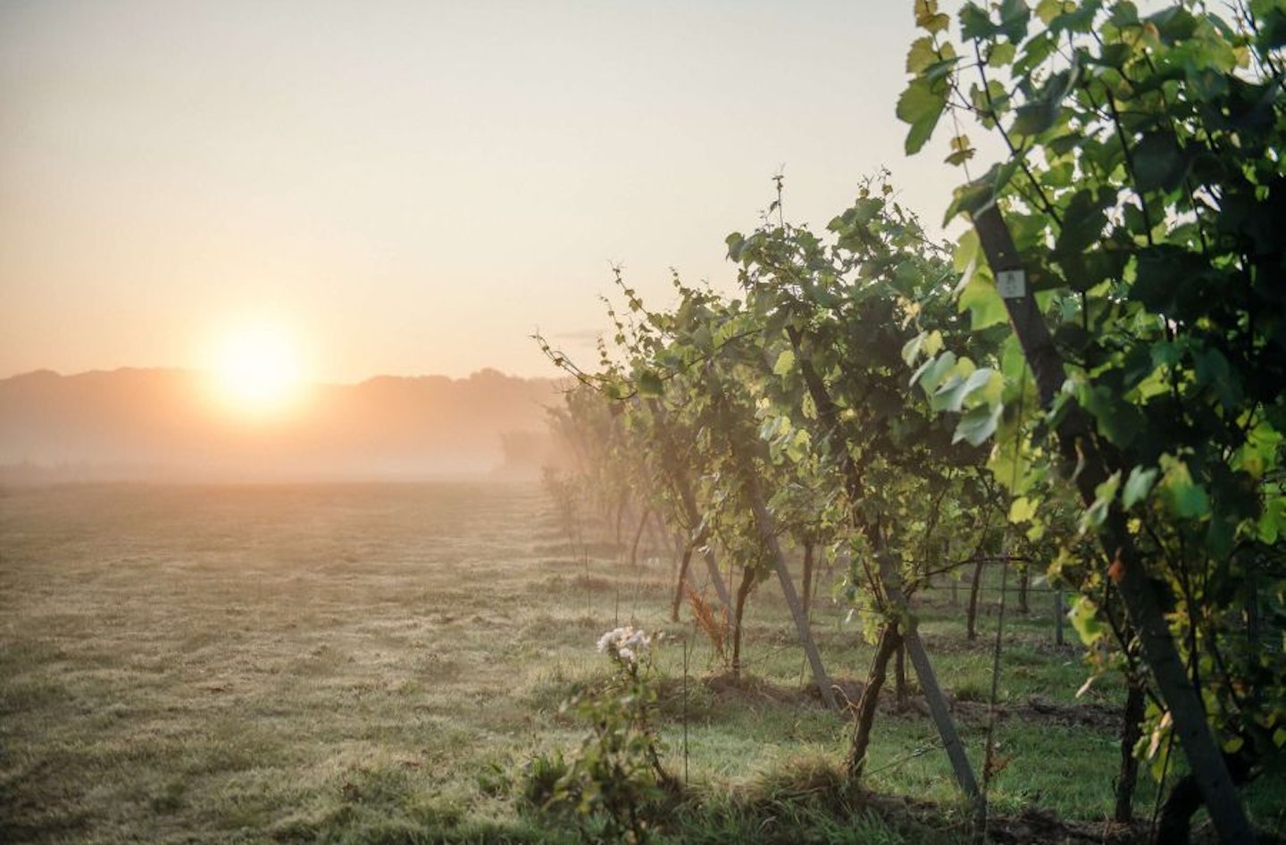 Gusbourne's The Nest Vineyard Tour