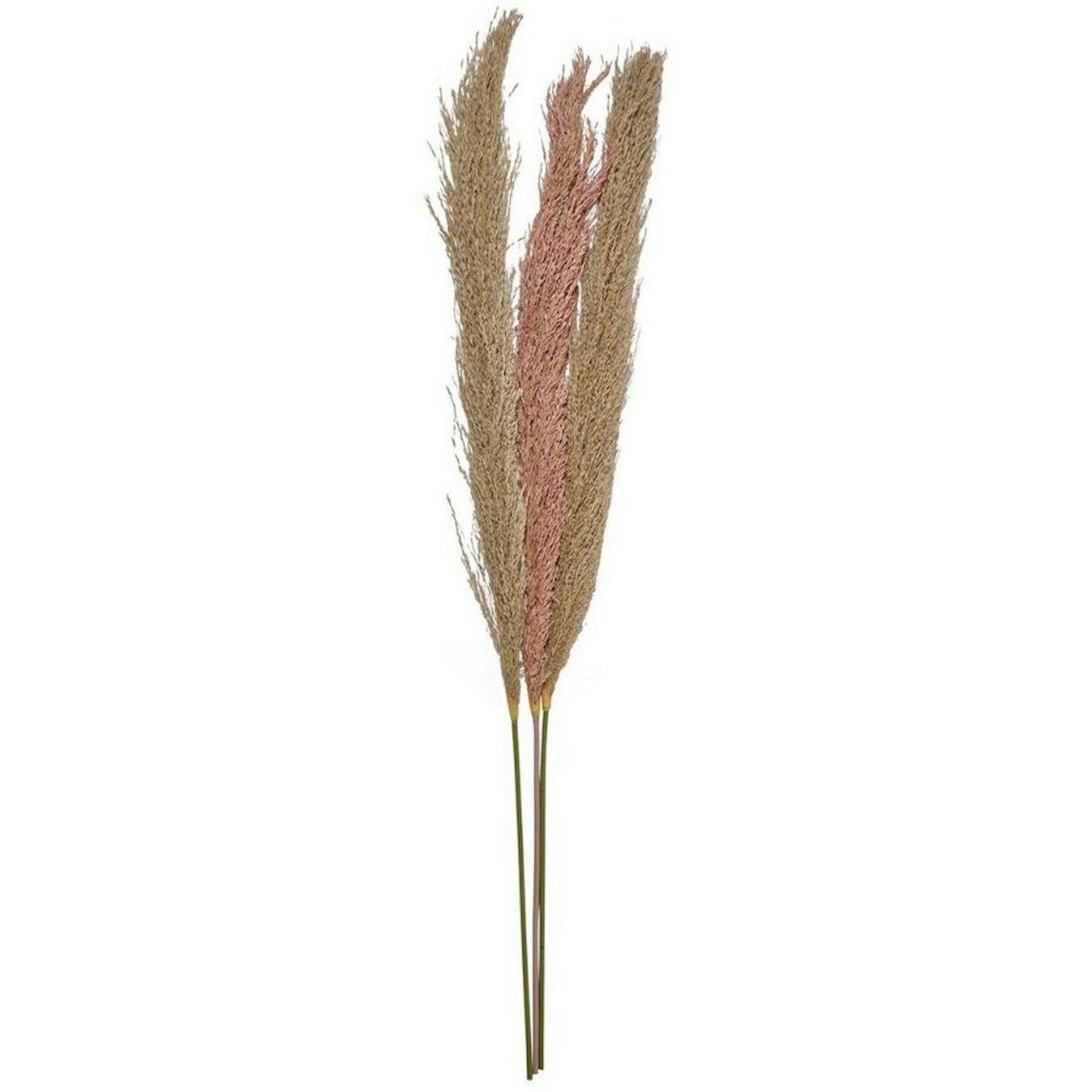 Chapter B Pampas Grass