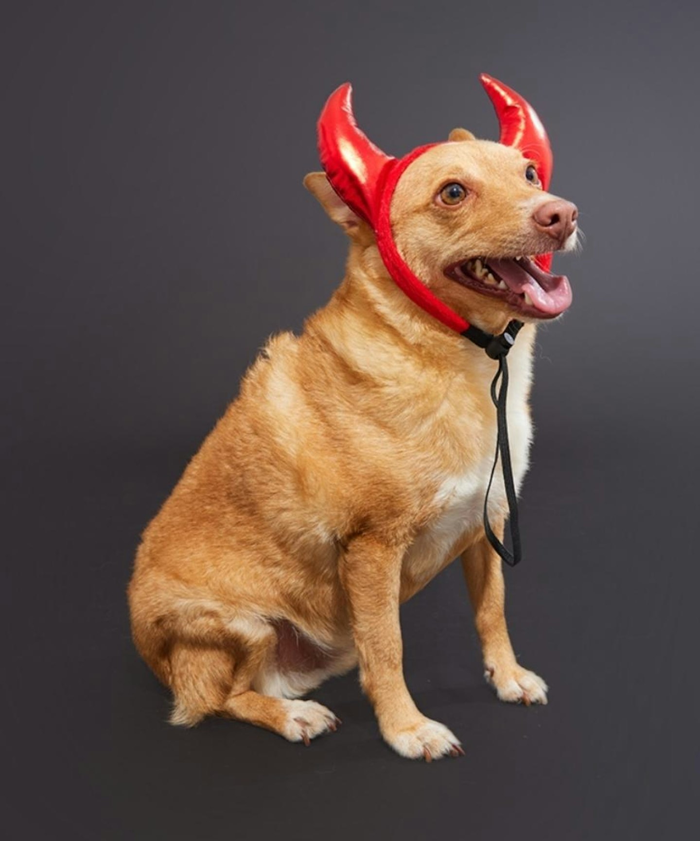 PLT's Red Dog Devil Horns Halloween Costume