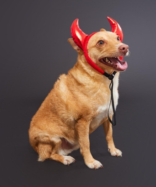 The best cute and hilarious Halloween outfits for dogs Closer