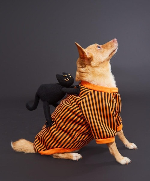 The best cute and hilarious Halloween outfits for dogs Closer