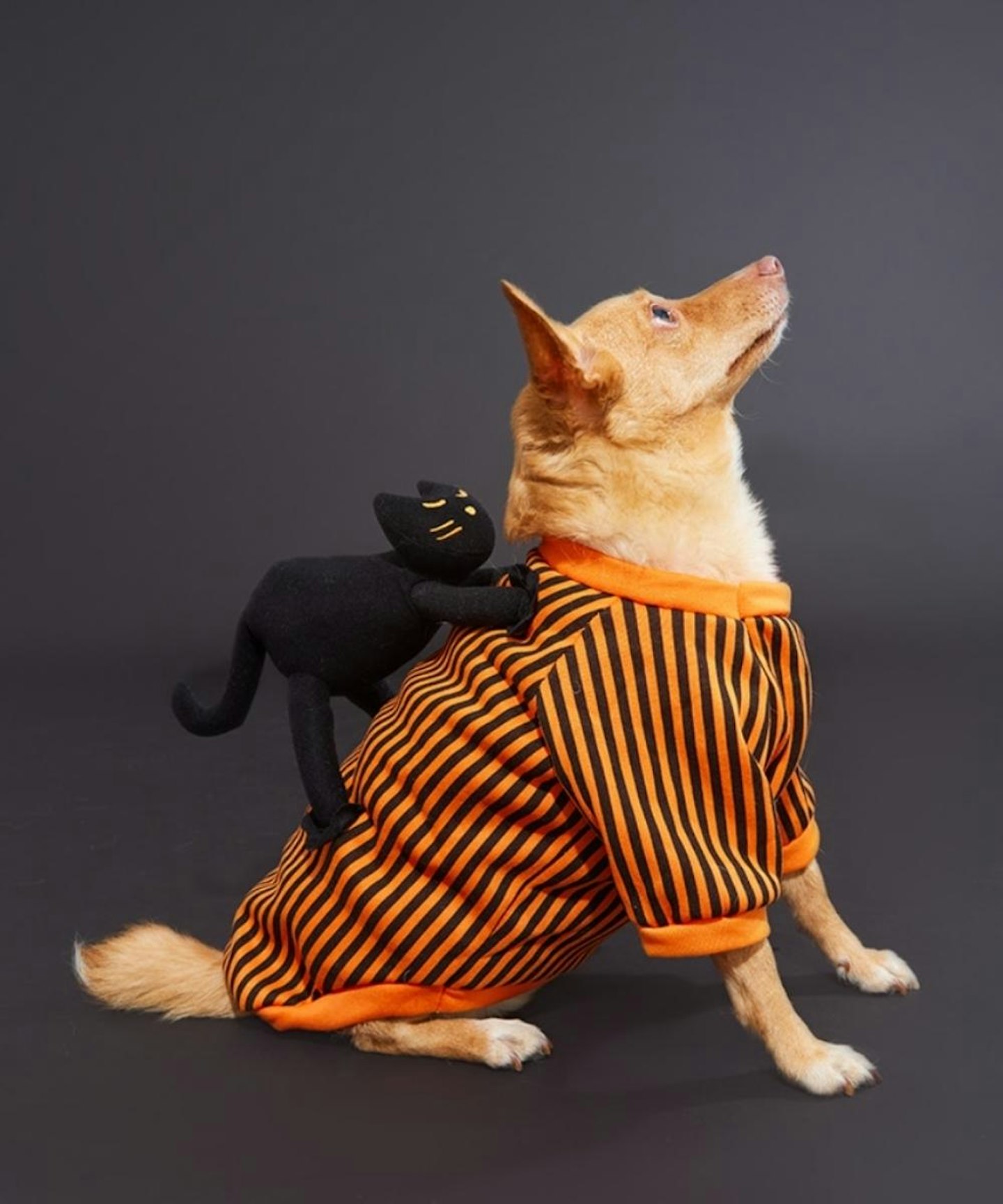 PLT's Scared Cat Dog Halloween Jumper Costume