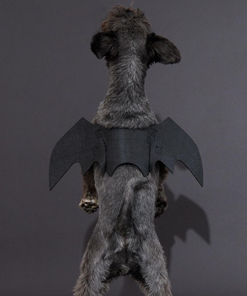 The best cute and hilarious Halloween outfits for dogs Closer