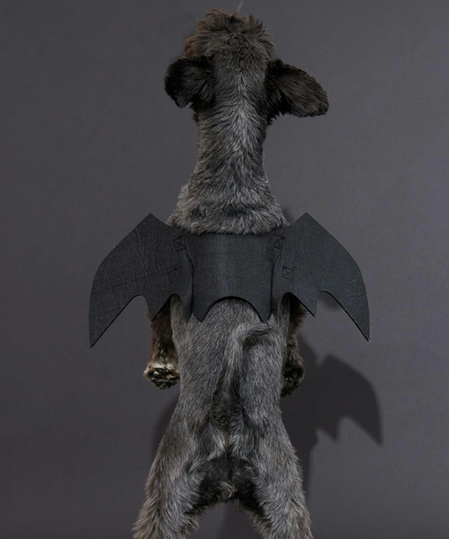 PLT's Dog Bat Wings Halloween Costume