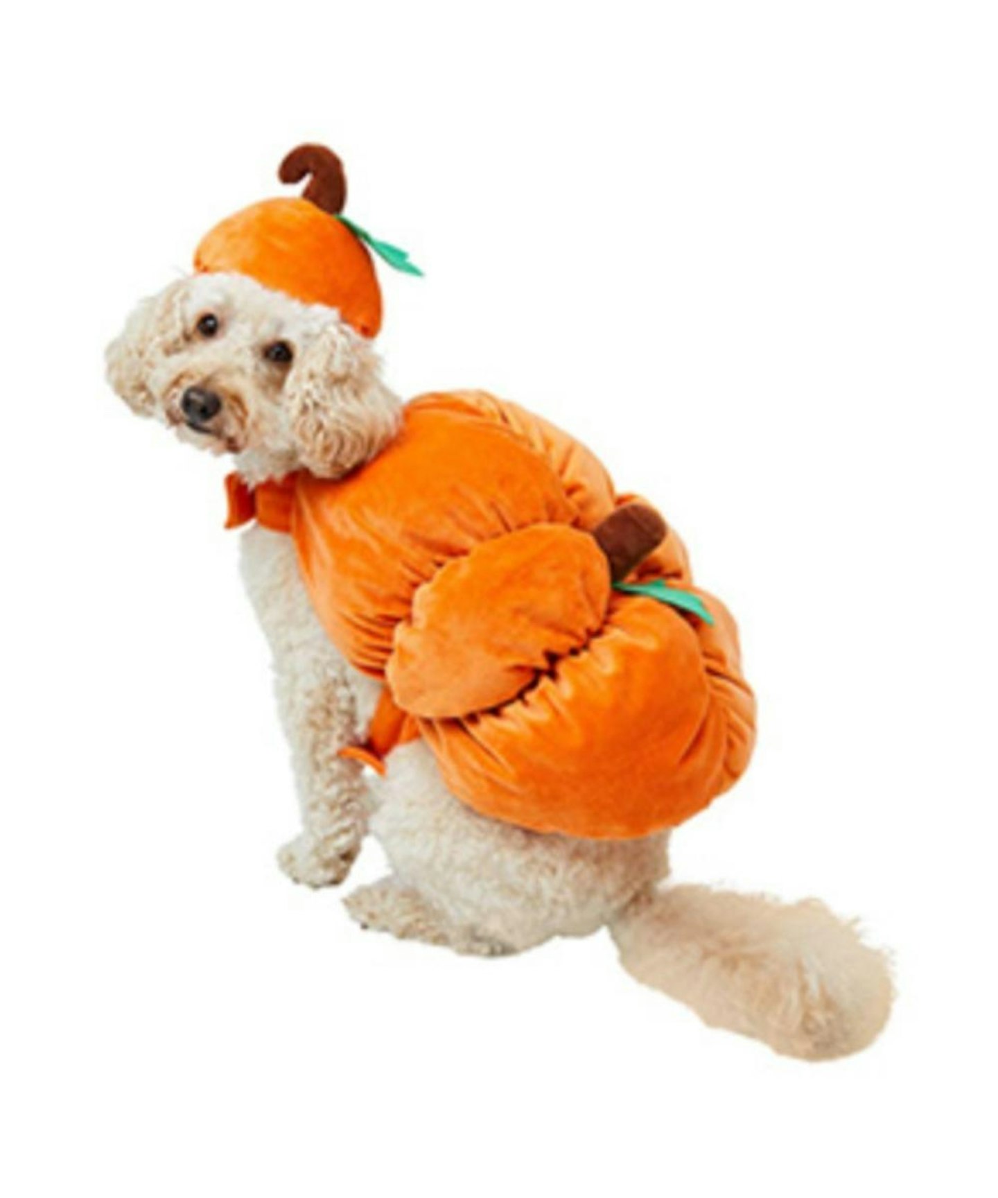Pet's At Home Pumpkin Dress Up Outfit with Matching Hat Costume