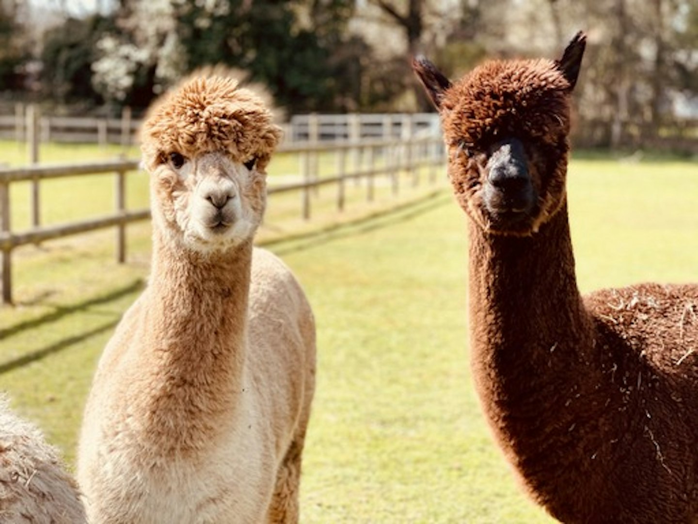 Alpacas at Sandy Balls