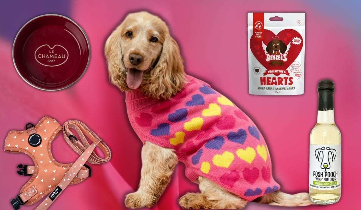 Valentine gifts for dog hot sale lovers