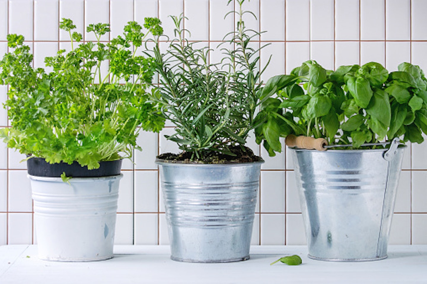 Pots of three different herbs