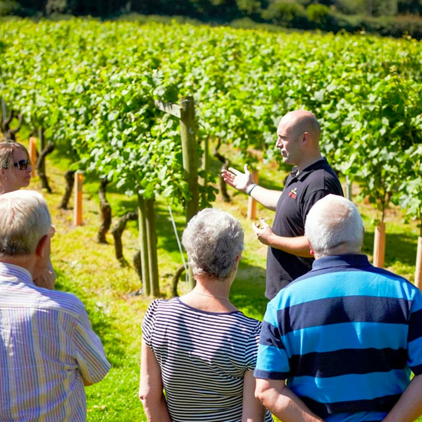 One Night Countryside Break with Vineyard Tour and Wine Tasting at Chapel Down Winery for Two