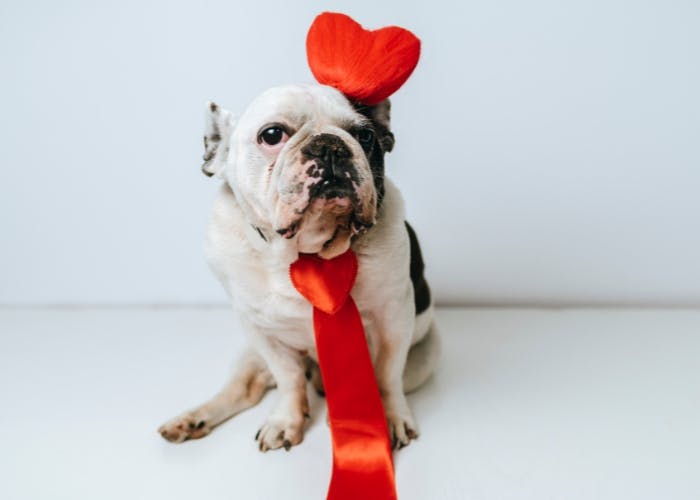 Valentines day outlet gifts for dogs