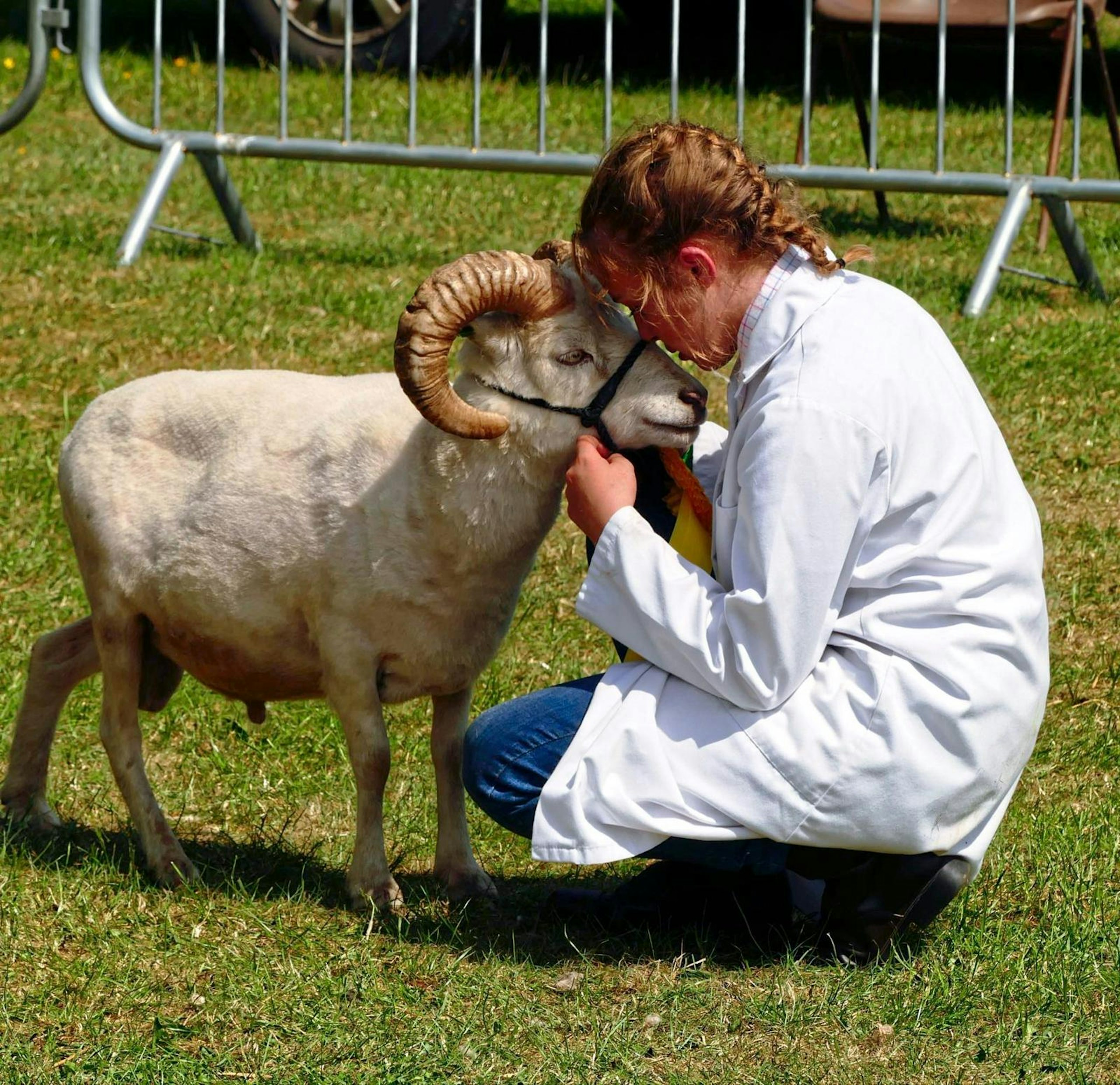brought therapy sheep to prom