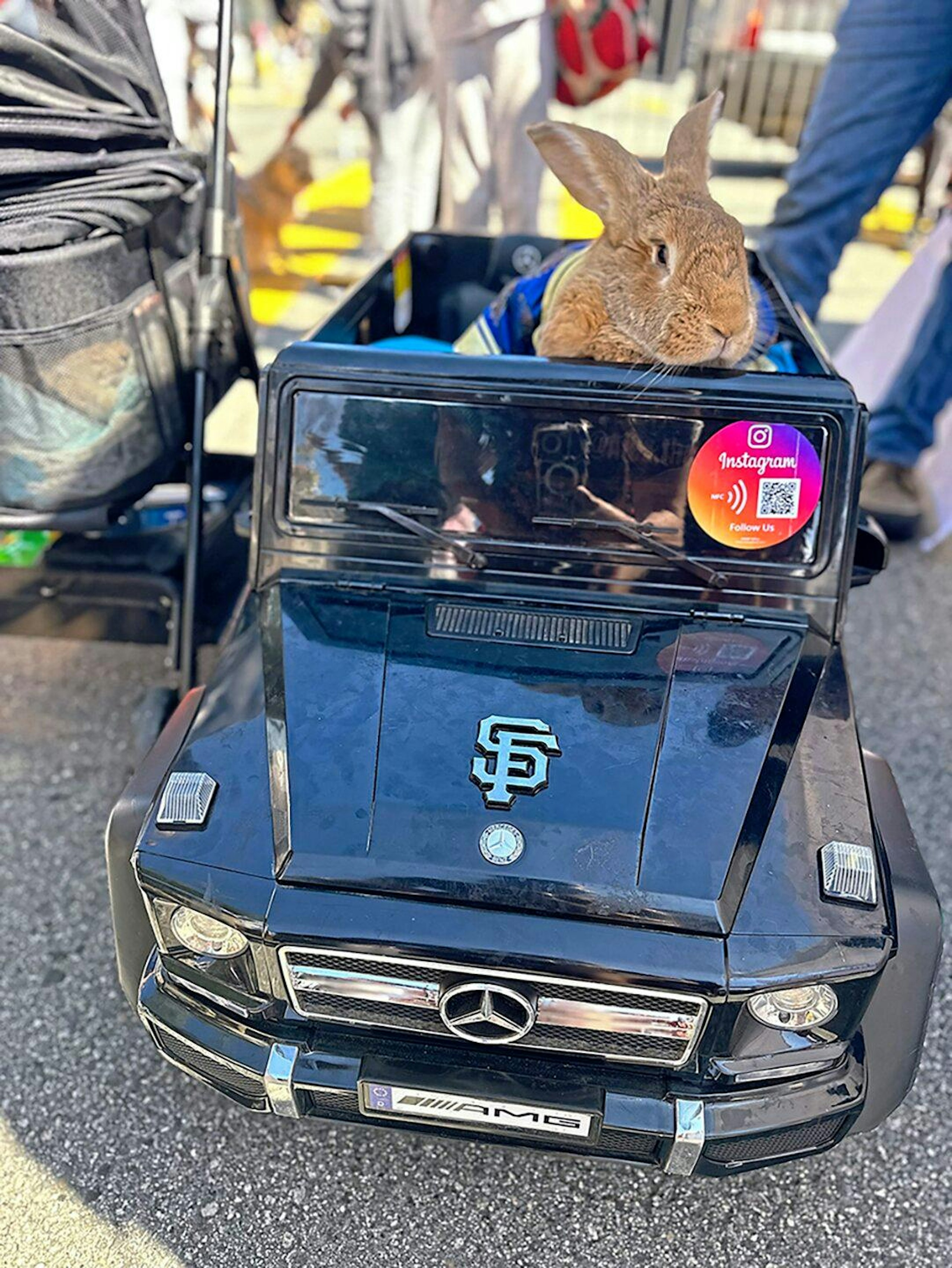 therapy rabbit