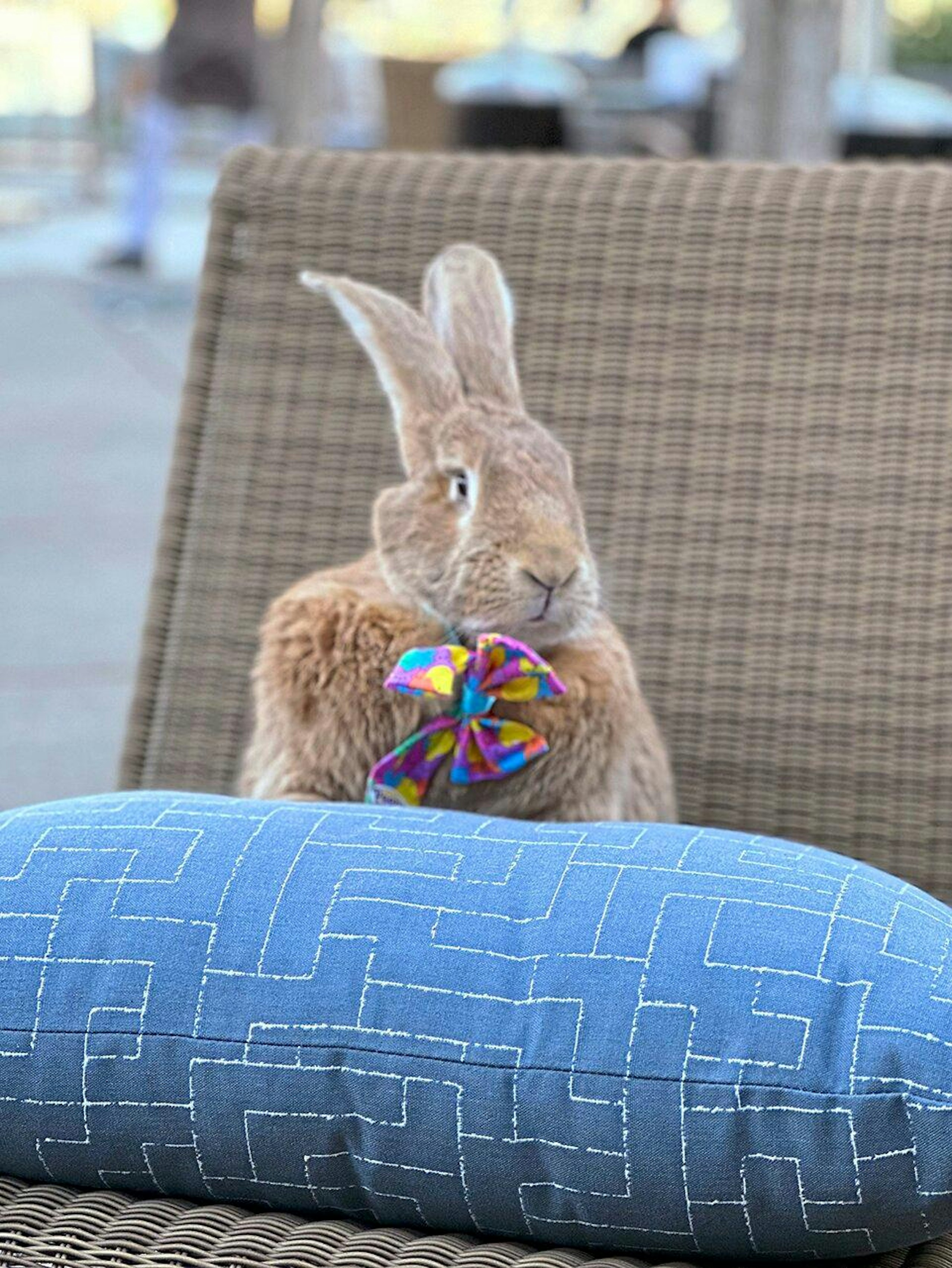 therapy rabbit