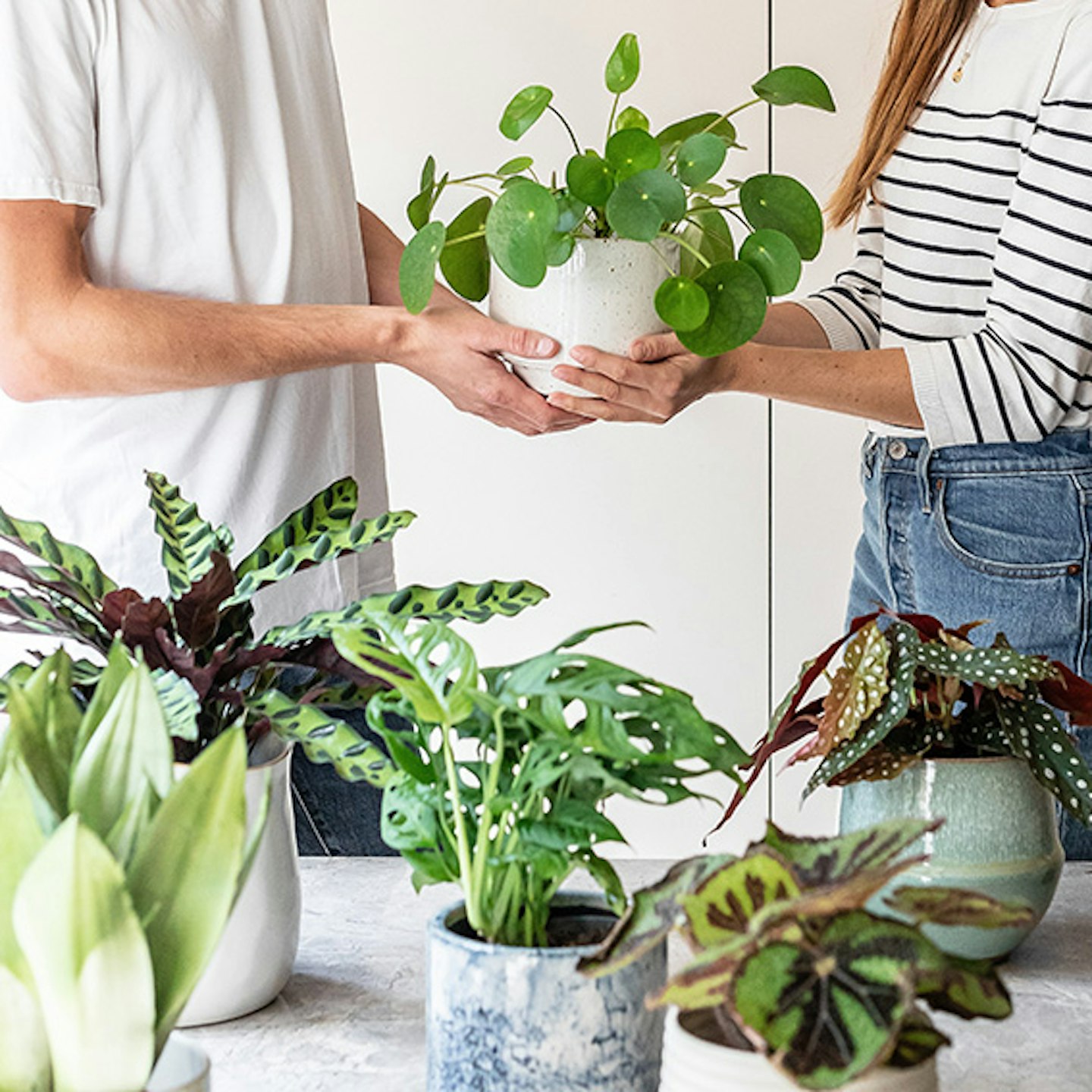 Leaf Envy Plant Subscription Box