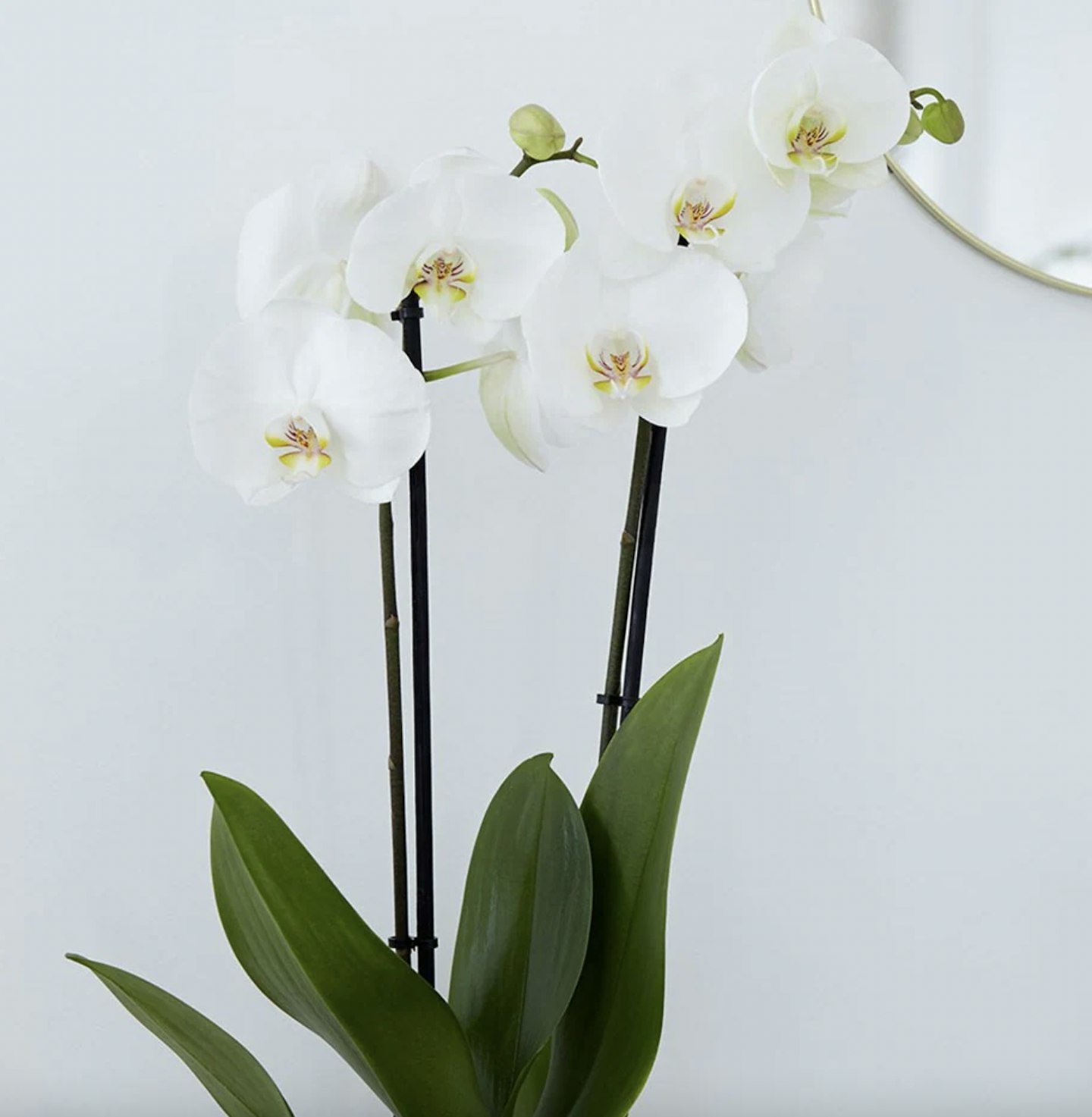 Waitrose, Phalaenopsis Grandiflorum