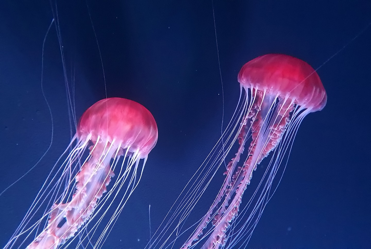 jellyfish parent