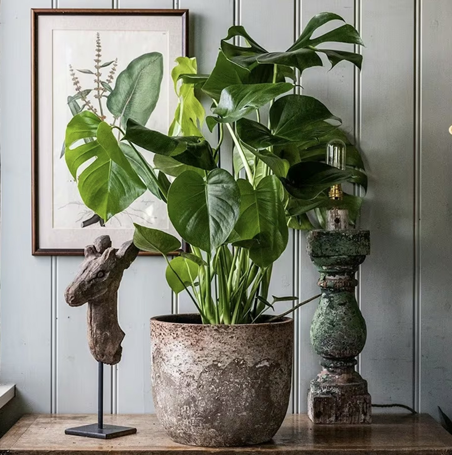 Waitrose Monstera Deliciosa Swiss Cheese Plant 