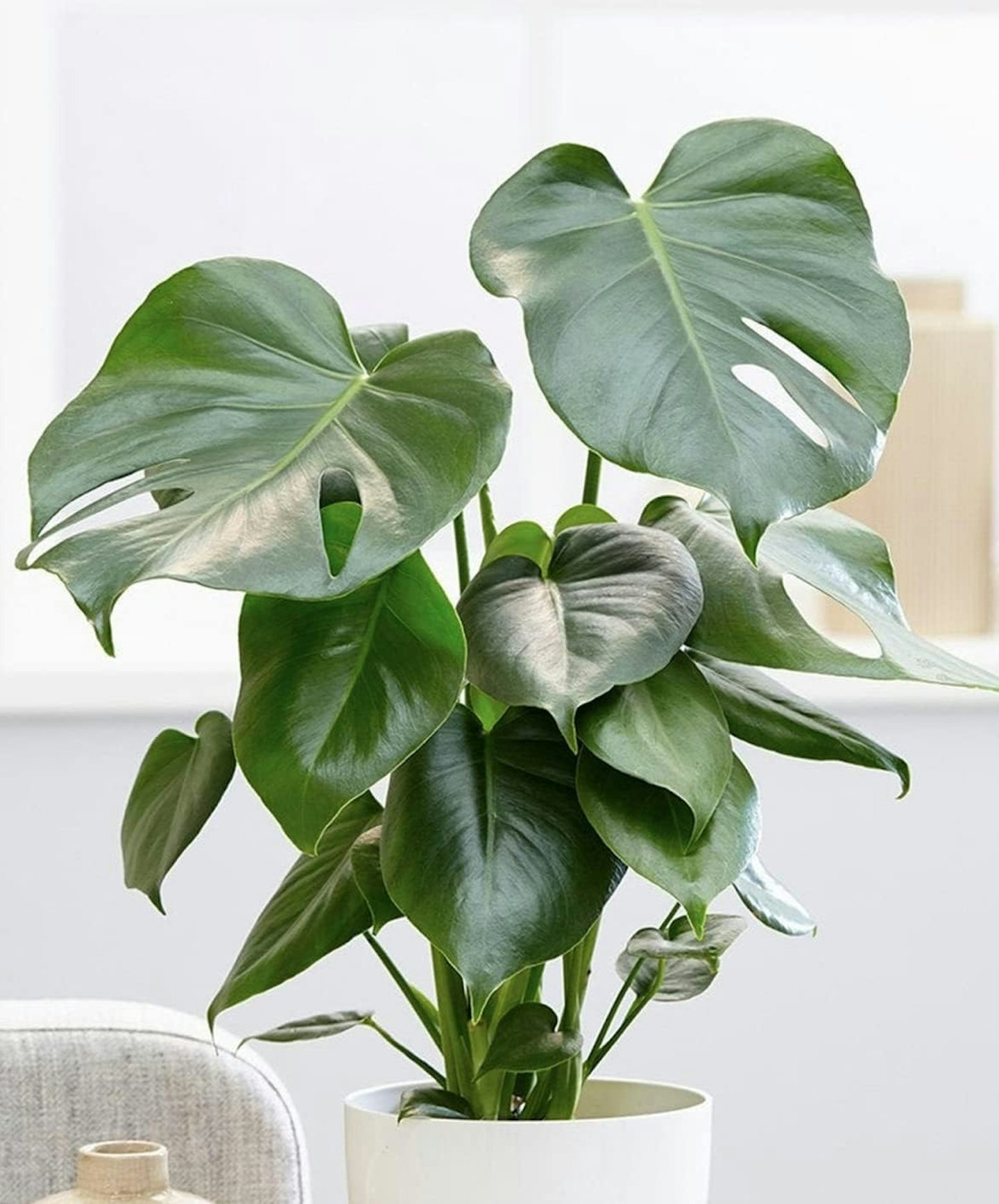 Amazon Monstera Deliciosa Swiss Cheese Plant 