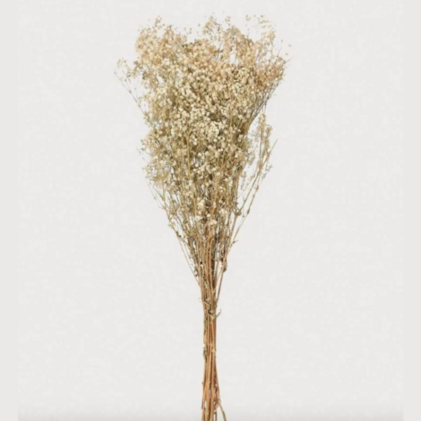 Graham & Green White Dried Gypsophila Bunch