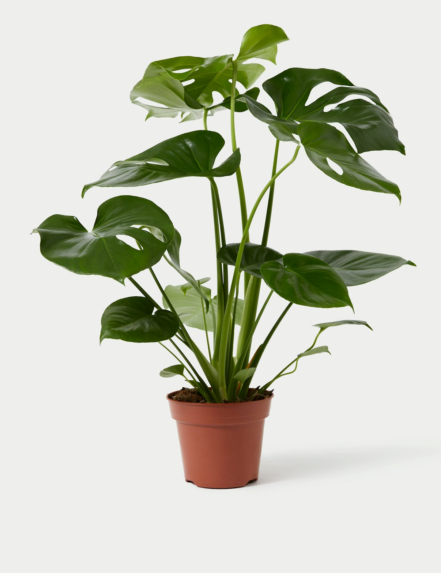M&S Large Monstera Swiss Cheese Plant