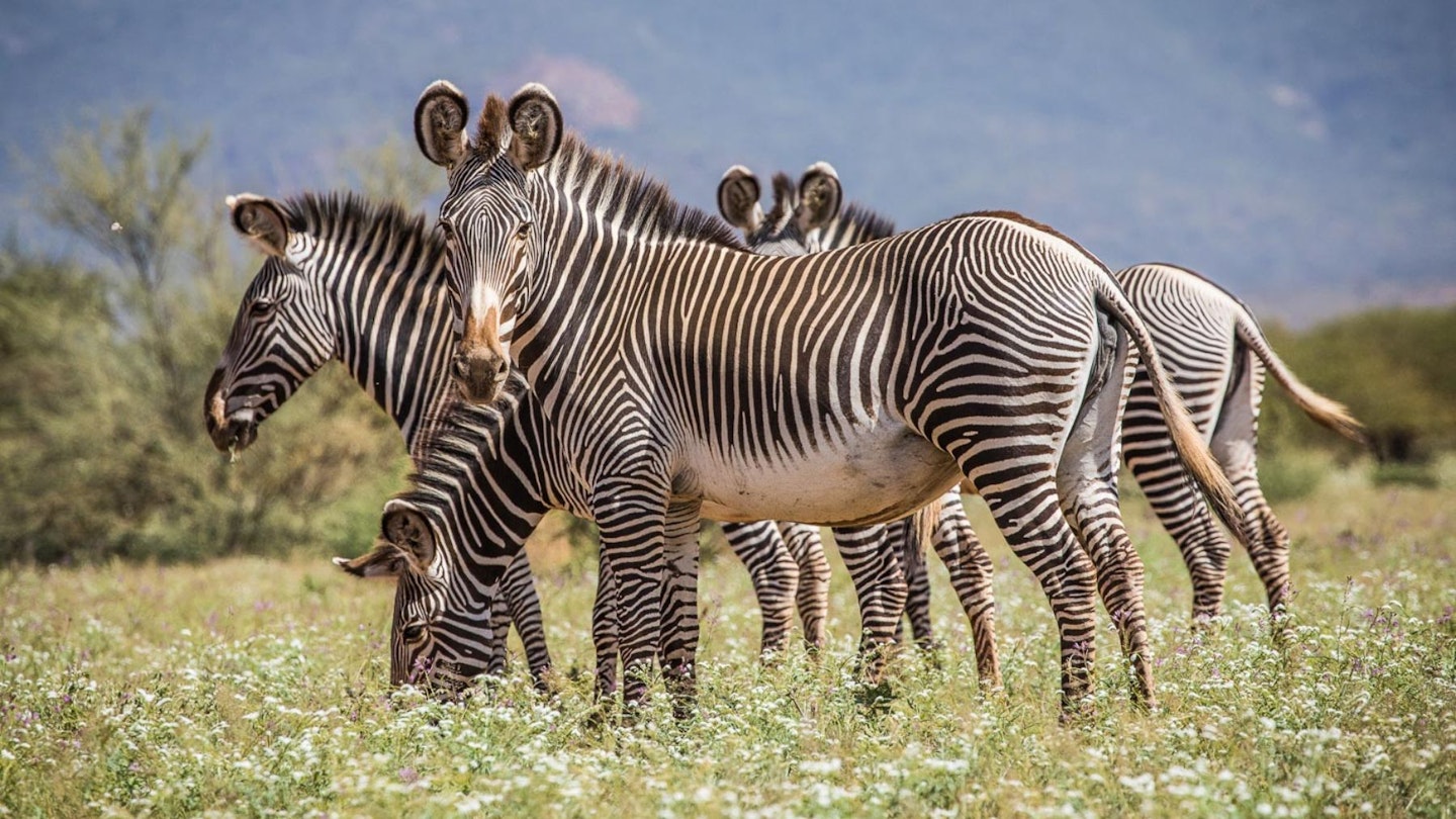 sasaab safari zebras