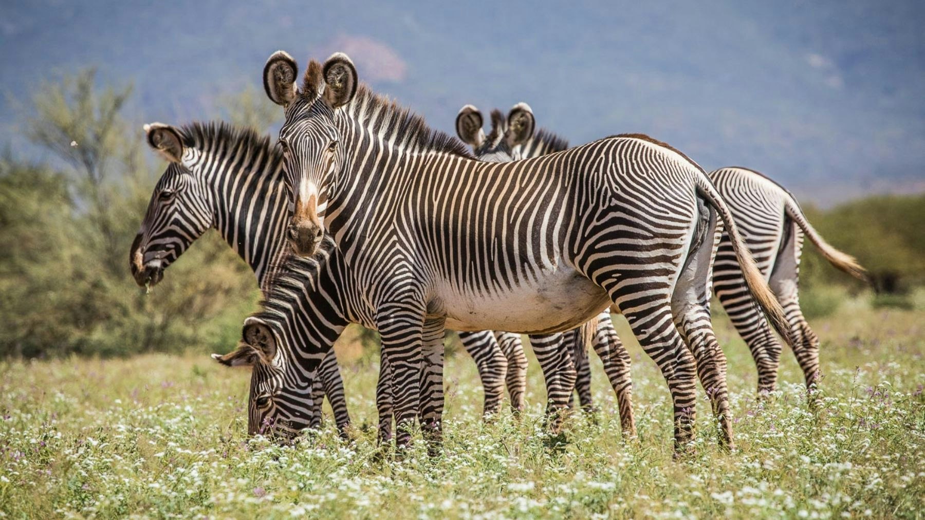 sasaab safari zebras