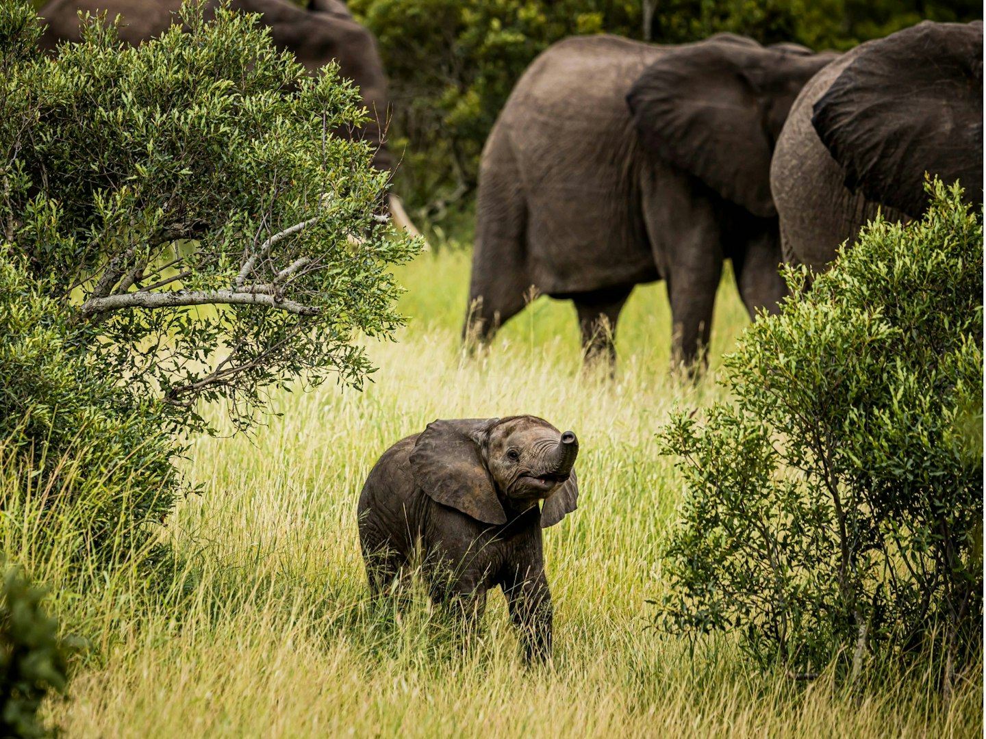 Why Wasn’t I’m A Celeb South Africa Filmed In Australia?